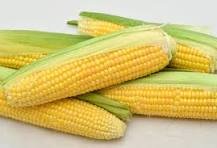 Jagung Manis Kulit Fresh - Jagung Pilihan terbaik 1kg - menjaga Kesehatan jantung - Jagung Manis Murah